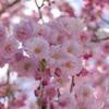 桜散策散歩道