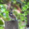 鳥撮と花撮散歩　大磯城山公園で初見のキビタキに出会う