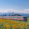 全方向を向いて咲くヒマワリ：立山to電車toヒマワリ