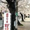 (94) 桜 満開　大阪市港区