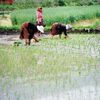 ブータン王国 ⑩ パロ谷の田植え