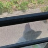 白黒ちゃん現る！！！Amazonプライムセールで猫Goodsを購入した。