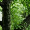 春雨の公園散策 SIGMA 60mm F2.8 をマイクロフォーサーズで