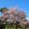 早咲きの桜「金沢城公園・兼六園」