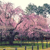 上賀茂神社の斎王桜ほか