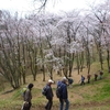 「五千本桜」見ごろ満喫　滝山城址を歩く