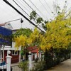 懐かしい花・インドの思い出　　　(Vientiane, Laos)