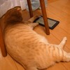 アンドロイド・ねこアプリ！？