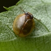 マルウンカの模様色々～（昆虫）