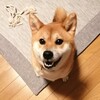 発情期のせい？荒ぶる柴犬