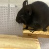 くろごまあん二世 134日目