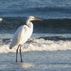 関根川河口付近の鳥