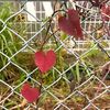マルバルコウの紅葉