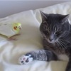 【動画】ちょっとヒヤヒヤw 猫のヒゲをお手入れするオカメインコw