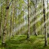 デンマーク（Denmark 🇩🇰）：　Birch pollen season has arrived