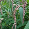 Persicaria lapathifolia　オオイヌタデ