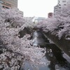 今のところ、私の桜の順位は石神井川が一番