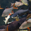 パーカーホー Catlocarpio siamensis