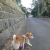 忘れちゃうから、書いておこっと☆彡　後編　柴犬・空海くんの年末と　年越しそば