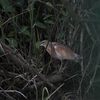 カンムリサギ(Common Squacco Heron)