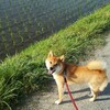 柴犬の換毛期が期待どおりの凄さ！