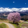 【長野・白馬村】野平の一本桜の撮影・開花情報・駐車場案内・観賞ルールなど詳細まとめ