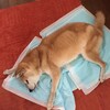 シバに驚く……腹ぺこだったのね