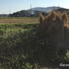 風物詩／秋景  〜強者どもは夢のあと〜