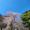 卒園児来園で子どもたちパイセンの広い背中に釘付け