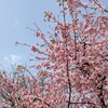 桜さがし。