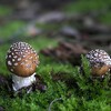 ★イボテングタケ🍄毒を持って美を制す😊 2026