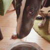 梅雨の晴れ間にランラン