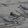 トウネンとミユビシギ🐦️