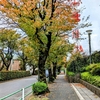 花の苗増えてきました