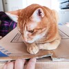 気にいるか無視されるか常に一か八か