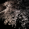 岩倉桜祭り。