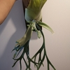 P.willinckii 'Eppley' 成長記(2019.4.22)