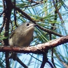 くろんど池の野鳥