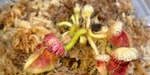 セファロタス成長記録=2026/9月17日 #食虫植物 #icos #BGM #ボカロ #初音ミク