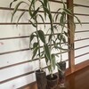 ハイドロカルチャーの植え替え