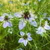 ニゲラの花：補足