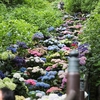 【花】R7.6/7＿奈良桜井市・長谷寺のあじさい回廊