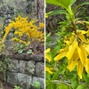 妙法寺の春の花々２／卯の花，山吹，連翹（れんぎょう）を詠んだ短歌　　高舘（たかだて）の卯の花清水なつかしも晴れゆく風に土の香の立つ　馬場あき子　　おのづからあはれとも見よ春ふかみ散りゐる岸の山吹の花　源実朝　　春はやも闌（た）けゆく花の山吹にいくつ小蜂の翅音澄みたり　木俣修　　連翹の花のたわみをとびこえて啼くうぐひすの時にちかづく　太田水穂　　塀のうちに連翹咲ける家のありしづかなる街と思ひつつゆく　三ヶ島葭子　　連翹の咲きし社宅の一区画また帰るなき小さな平和よ　近藤芳美　　