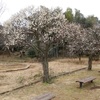 椿寒桜の冬芽が色づいている