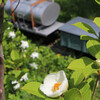 線路際に，夏椿の花が咲いていた