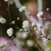 志村けんさん、沢山の笑いをありがとう。