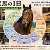 競走馬の1日を完全解説！レースのない日は何をしているのか？