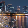 煌めく夜桜と大阪のビル群、天満橋で出逢う絶景📷