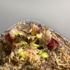 セファロタス成長記録=2026/5月30日 #食虫植物 #セファロタス #icos #著作権無料 #BGM