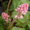 ヒューケラの花